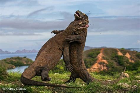 Komodo dragons caught in action during lightning-fast attack | New ...