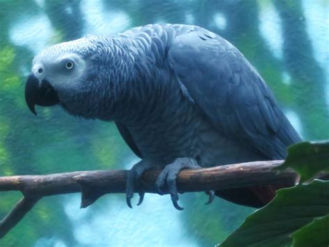 Grey parrot by Sabreleopard on DeviantArt