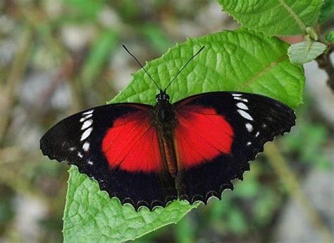 Friday Fun Fact - Red Lacewing - Australian Butterfly Sanctuary