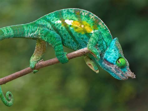 What Do Chameleons Look Like? - ReptileStartUp.com