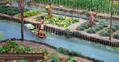 Las Chinampas: Agricultura ancestral en México | Historia Cultural