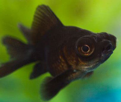 Black Moor Goldfish - Knowledge Base LookSeek.com