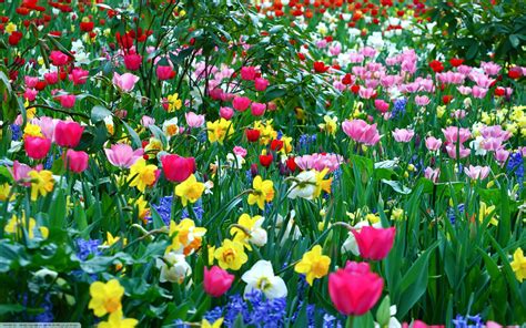 🔥 Download Spring Flowers Wallpaper Flower Background HD Desktop by ...