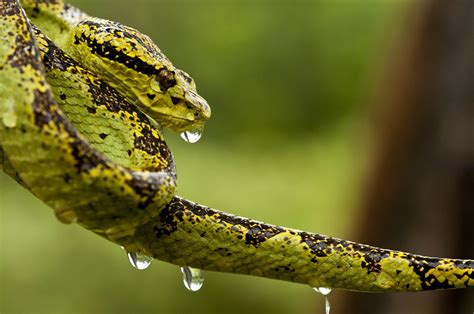 Malabar Pit Viper (Trimeresurus malabaricus) is a venomous pit viper ...