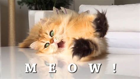 MEOW! Best Cat Song Ever! Orig. Collective Music Video Feat. Lil Bub ...