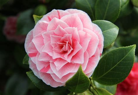 Camellias: Symbols of Eternal Love and Pure Devotion - Symbol Sage