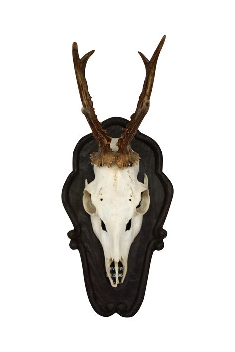 Austrian Mounted Black Forest Antlers | Chairish