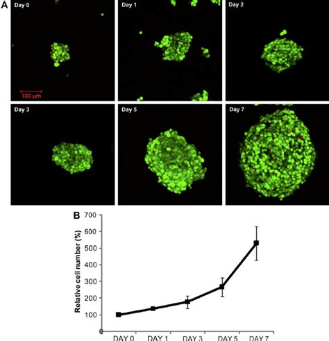 Proliferation of cells in multi- cellular structures during 7- day ...