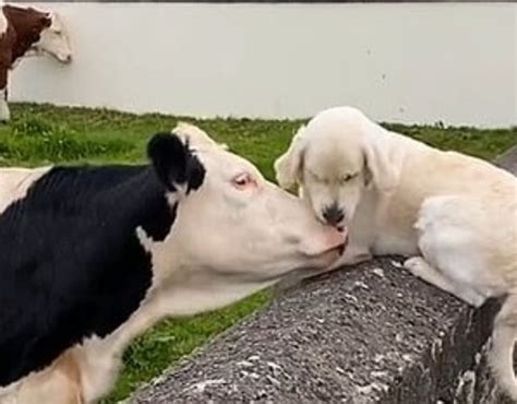 Excited Golden Retriever Licks The Face Of His Best Cow Friend