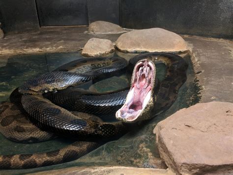 Green Anaconda – Clyde Peeling's Reptiland