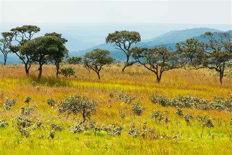 Vegetation African Savanna Plants - Pets Lovers