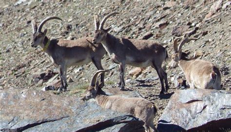 Walking and Wildlife of the Sierra Nevada