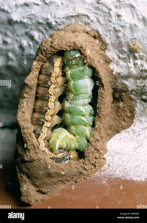 POTTER WASP nest opened Eumenes sp. showing paralysed Bollworm ...