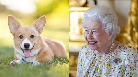 Are Queen Victorias Corgis Still Alive