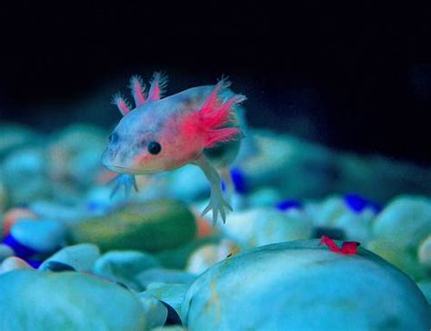 I first encountered axolotls in 1958. I've been smitten with them (and ...