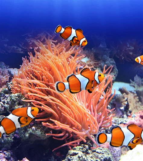 15 Fascinating Clownfish Facts And Information For Kids | Clown fish ...