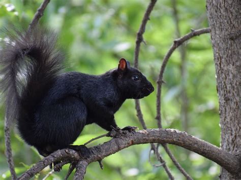 Interspecies Breeding Is Responsible for Some Squirrels’ Black Coloring ...