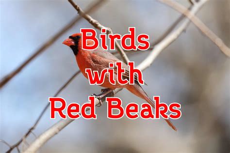 50 Birds With Red Beaks (Pictures and Identification)