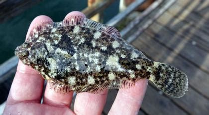 Speckled sanddab | Washington Department of Fish & Wildlife