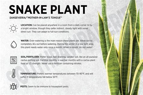 an info sheet describing snake plant