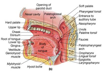 Oral Cavity