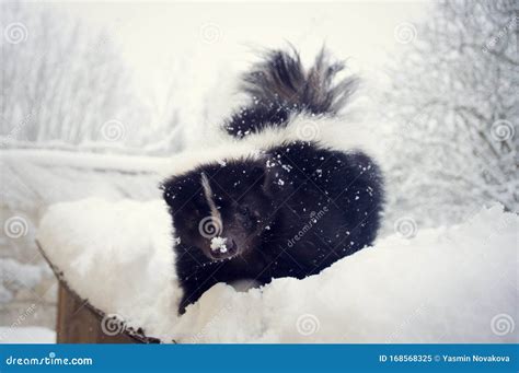 Striped skunk pet in snow stock image. Image of nose - 168568325