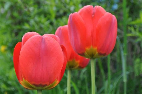 Red Tulip Meaning and Symbolism (Love & Wealth)