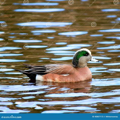 Male American Wigeon Swimming Duck Stock Photo - Image of feathered ...