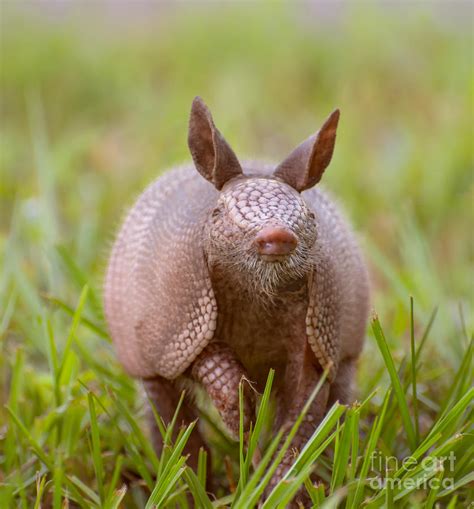 Armadillo close-up Photograph by Zina Stromberg - Fine Art America