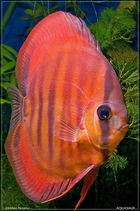 1000+ images about Discus Fish on Pinterest | Cichlids, Flora and Red ...