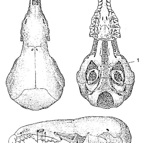 Skull apertures of Common Shrew used to assess phenetical diversity in ...