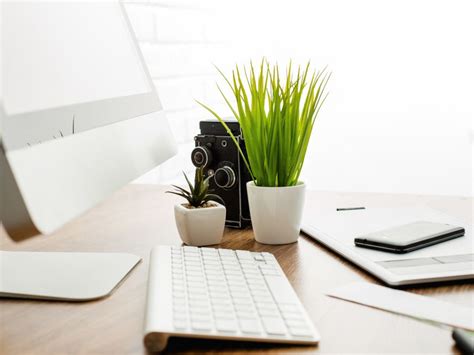 10 Best Office Desk Plants For Working From Home | Constant Delights