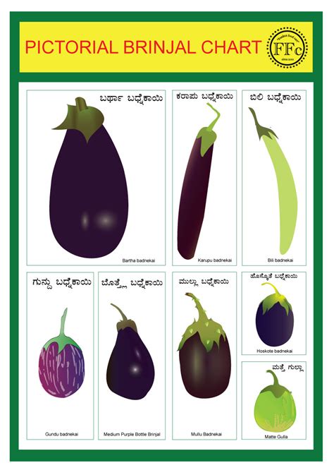 egg plant vs brinjal