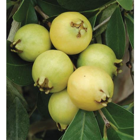 Lemon Guava Tree (Psidium littorale)