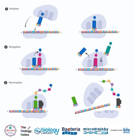 Protein Synthesis Steps Diagram