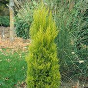 Cupressus macrocarpa Wilma monterey cypress wilma lemon cupressus ...