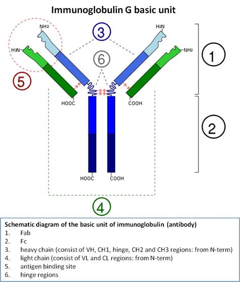 Immunoglobulin G (IgG): structure, properties and functions - Overall ...