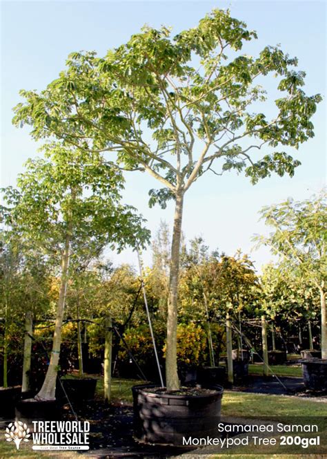 Samanea Saman - Monkeypod / Rain Tree for Sale Florida | Treeworld ...