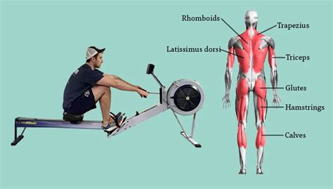 Rowing Machine Muscles: What Muscles Do Rowers Work?