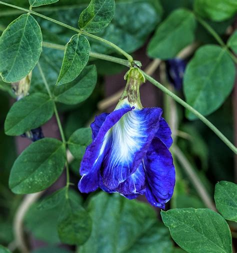 Download free photo of Blue pea, blue pea vine, clitoria ternatea ...