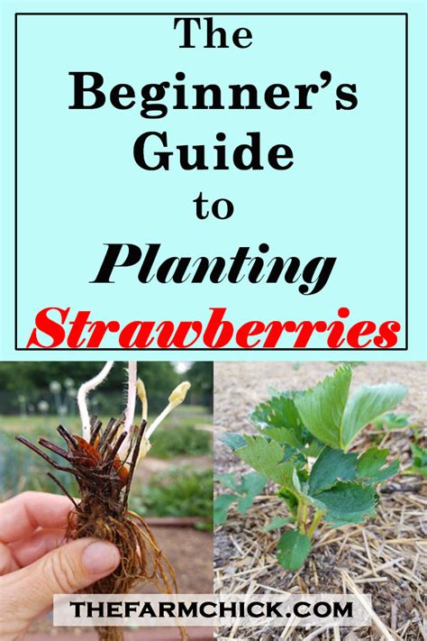 Beginner's Guide to Planting Strawberries | Strawberry plants ...