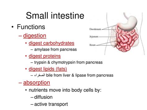 Small Intestine Digestive System | Images and Photos finder