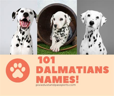 101 Dalmatians Names: A List of Every Single Name!