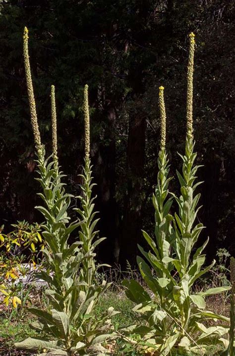 Mullein: Standing Tall with the Light of Conscience – Flower Essence ...