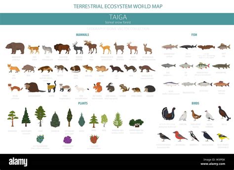 Taiga biome, boreal snow forest. Terrestrial ecosystem world map ...