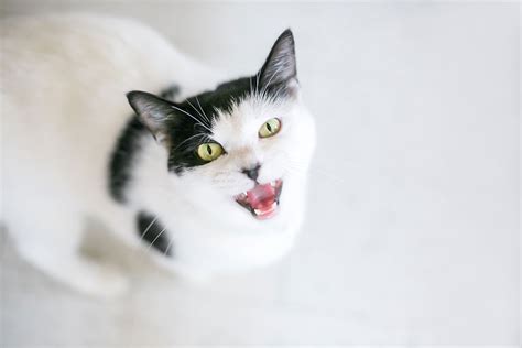 5 Common Cat Noises and What They Mean - All About Cats