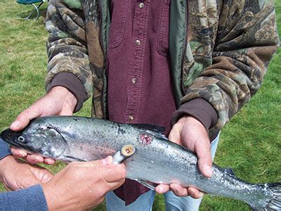 Great Lakes Fishery Commission - Sea Lamprey