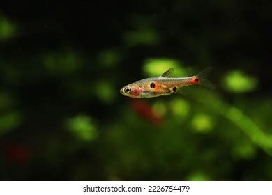 Female Strawberry Rasbora Boraras Naevus Stock Photo 2226754479 ...