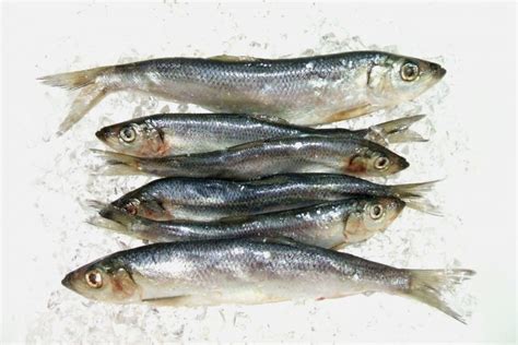 Atlantic Herring | Great Northern Products