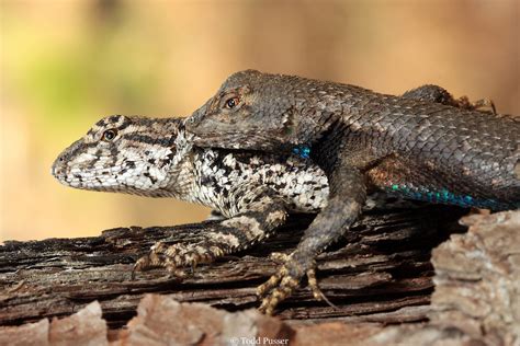 Male eastern fence lizard biting neck of female while mating | Todd ...